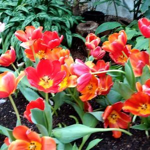 Meet your Posher, Sheila